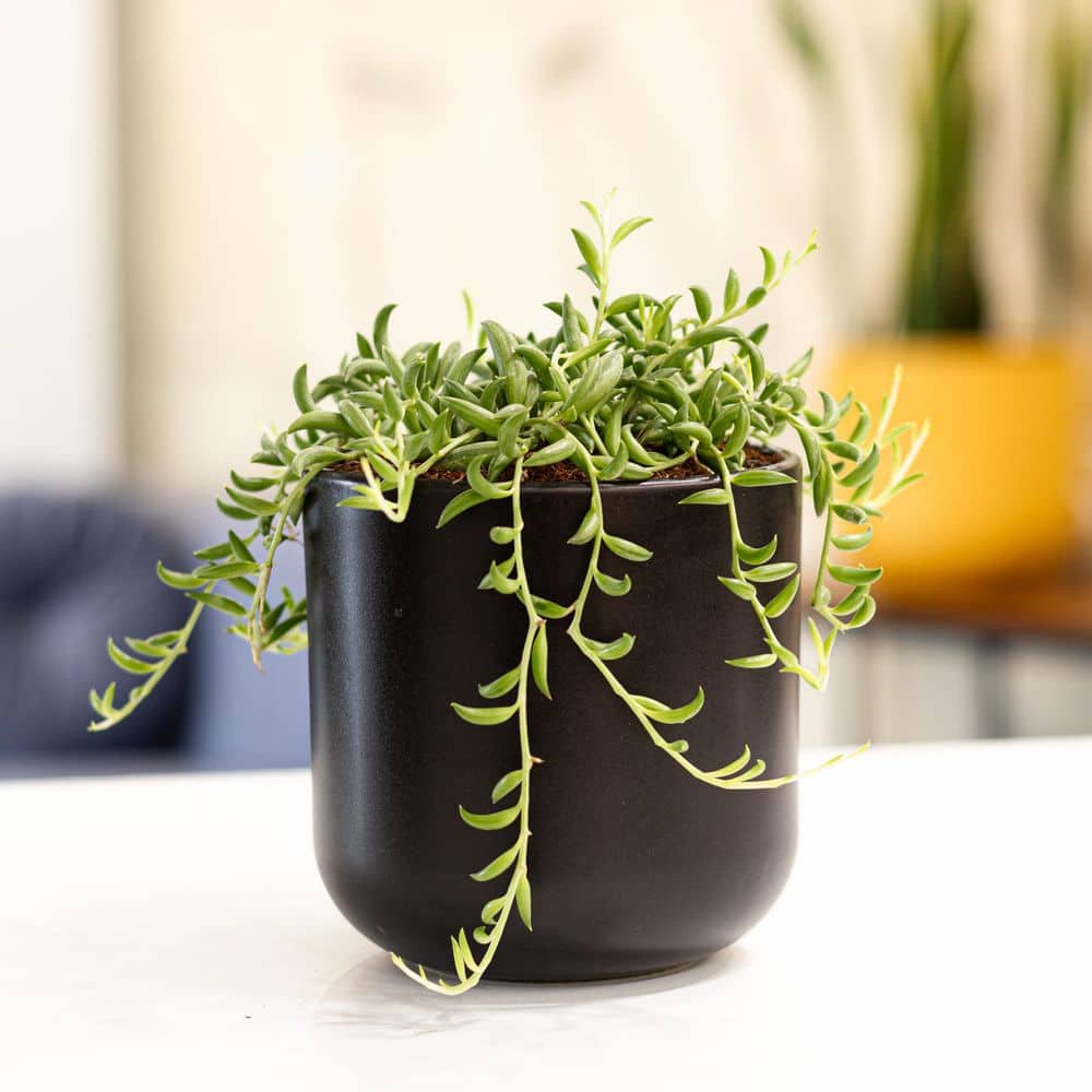 4 in. String of Bananas Succulent Plant in Grower Pot - Hercitys