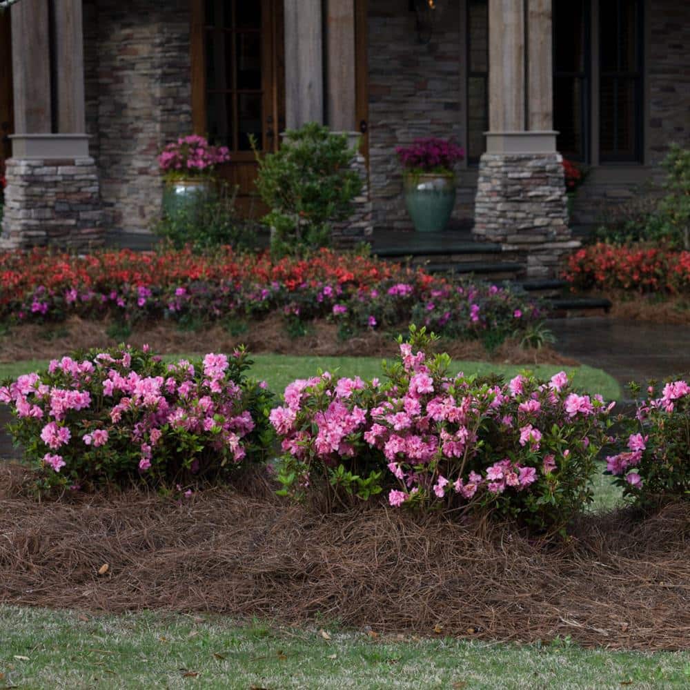 1 Gal. Autumn Carnation Reblooming Azalea Shrub with Pink Flowers - Hercitys