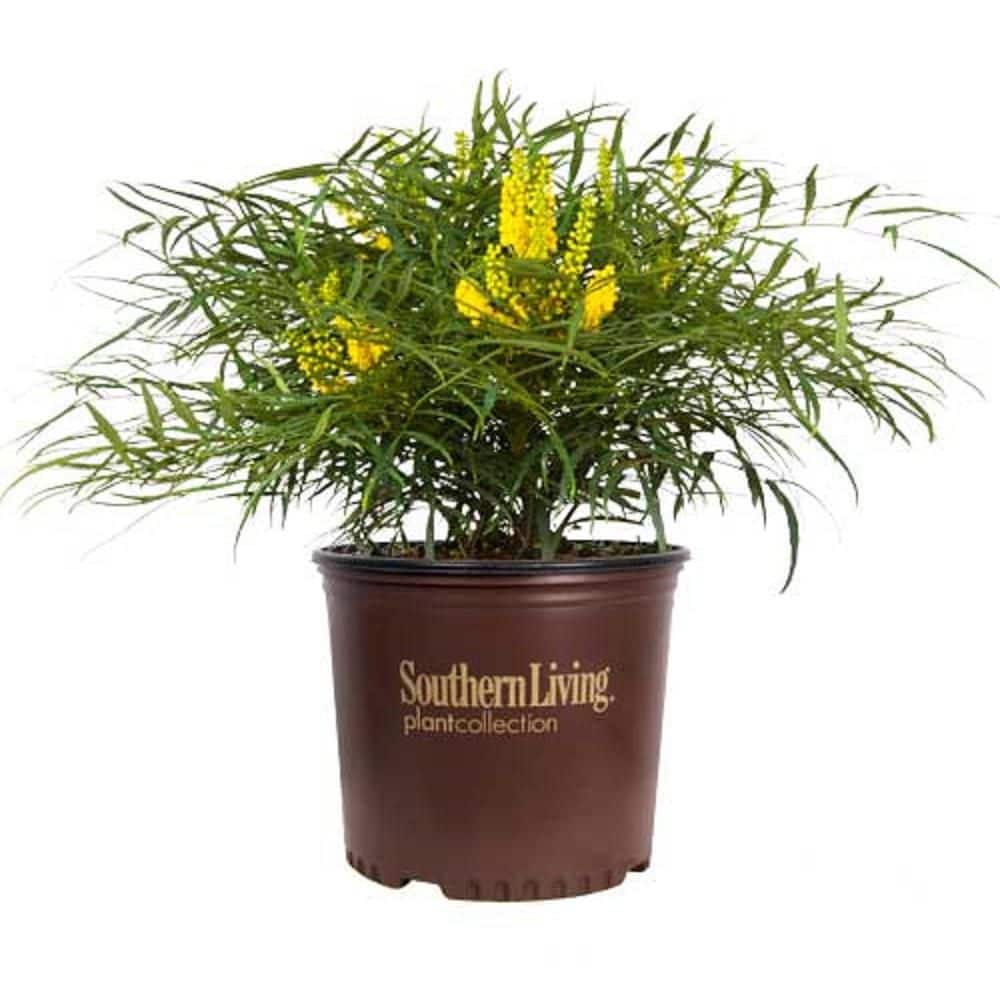 2.5 Qt. Soft Caress Mahonia, Live Evergreen Shrub, Bright Yellow Flowers - Hercitys