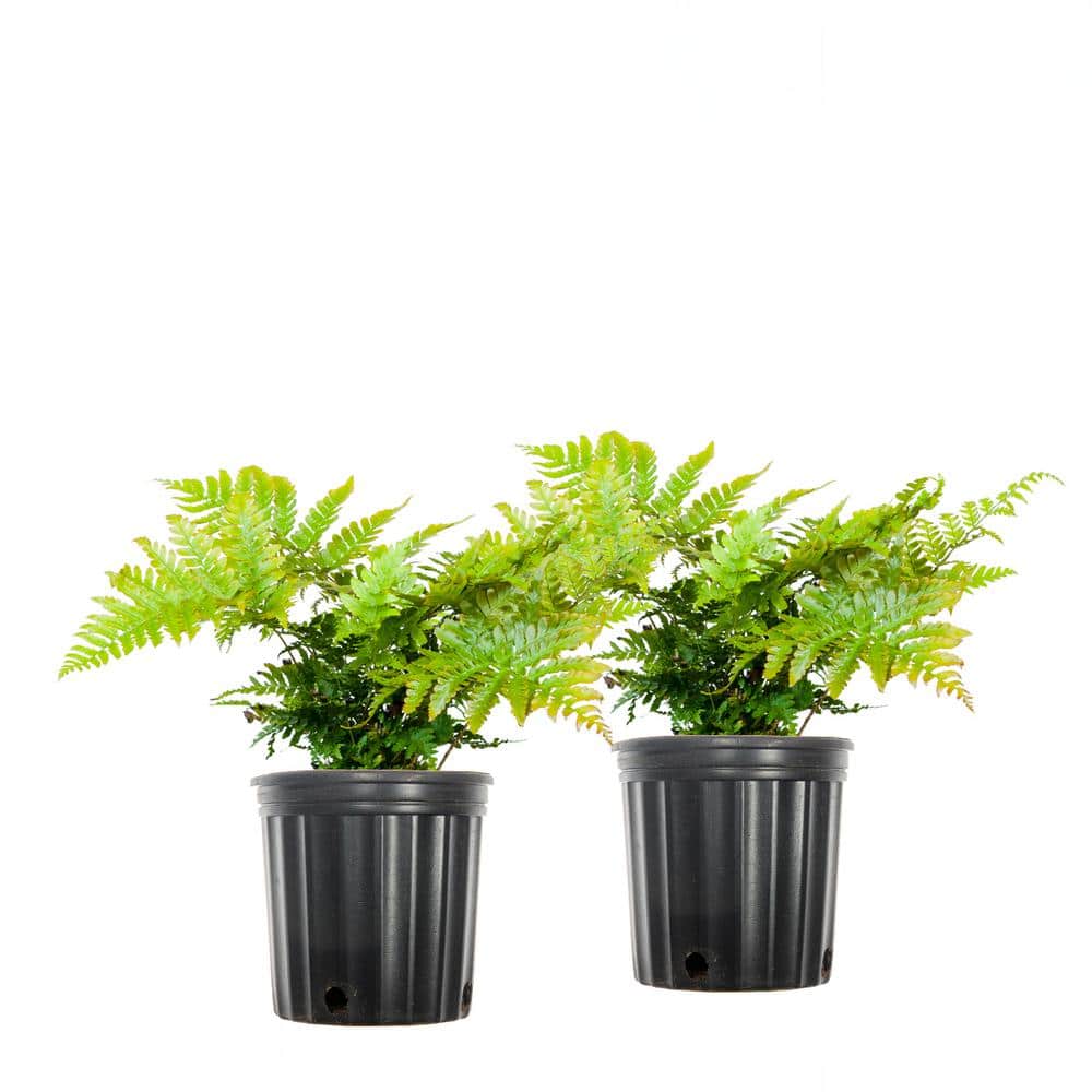 1 Gal. Autumn Fern Green Foliage Shrub (2-Pack) - Hercitys