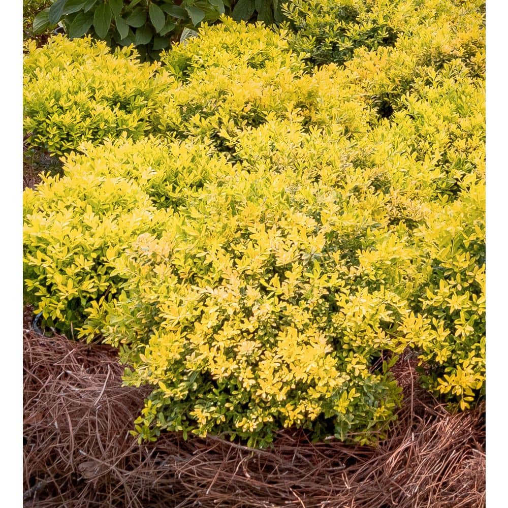 1.5 Gal. Touch of Gold Holly, Evergreen Shrub with Bright Golden Foliage - Hercitys