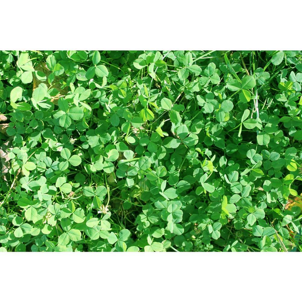 2 lb White Clover - Hercitys