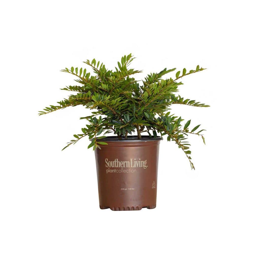 2 Gal. Bayou Bliss Distylium, Evergreen Shrub with Soft Blue-Green Foliage and a Rounded Habit - Hercitys