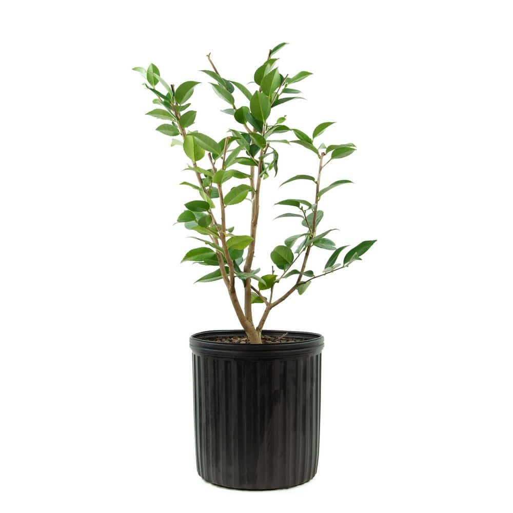 1 gal. High Fragrance Camellia Japonica Shrub with Pink Flowers - Hercitys