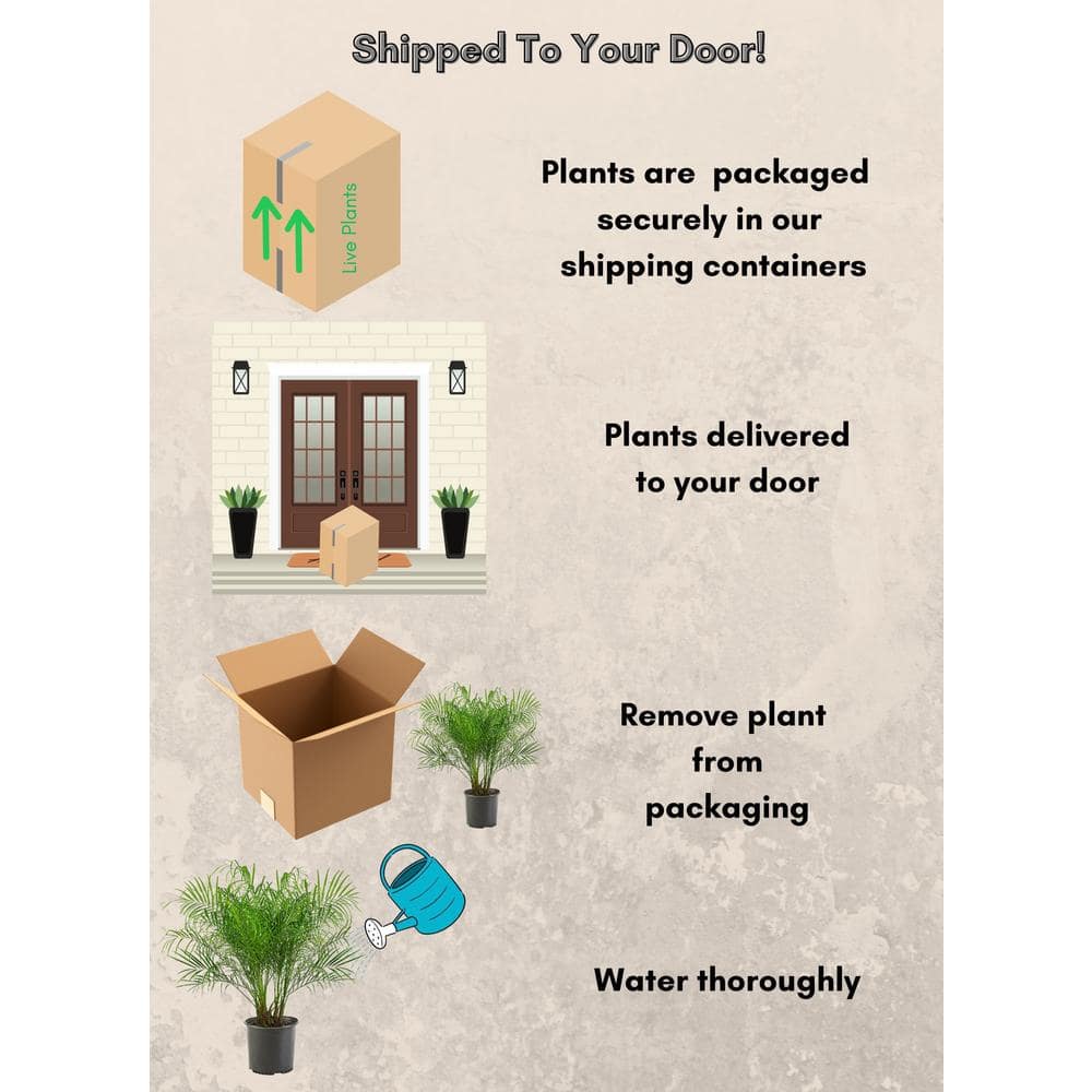 10 in. Roebellini Palm Tree with Long Rich Green Fronds - Hercitys