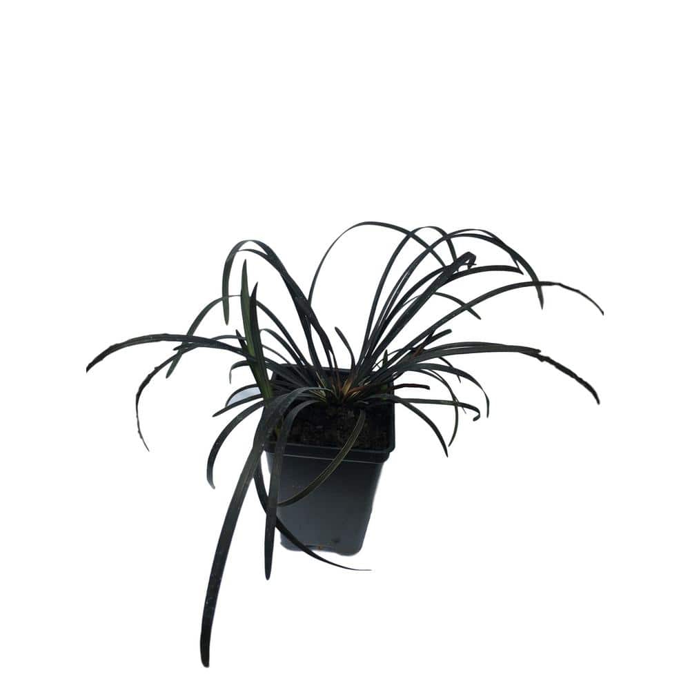 2.25 in. Pot Black Mondo Grass Plant - Hercitys