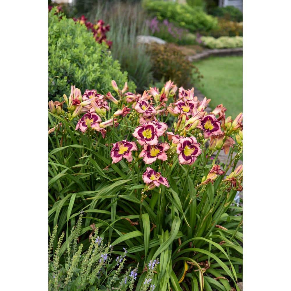 0.65 Gal. Rainbow Rhythm ‘Sound of My Heart’ Daylily (Hemerocallis hybrid), Live Plant, Pink/Purple Flowers (1-Pack) - Hercitys