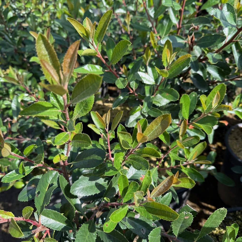 #5 Container-Toyon Heteromeles Arbutifolia Shrub Plant (2-Pack) - Hercitys
