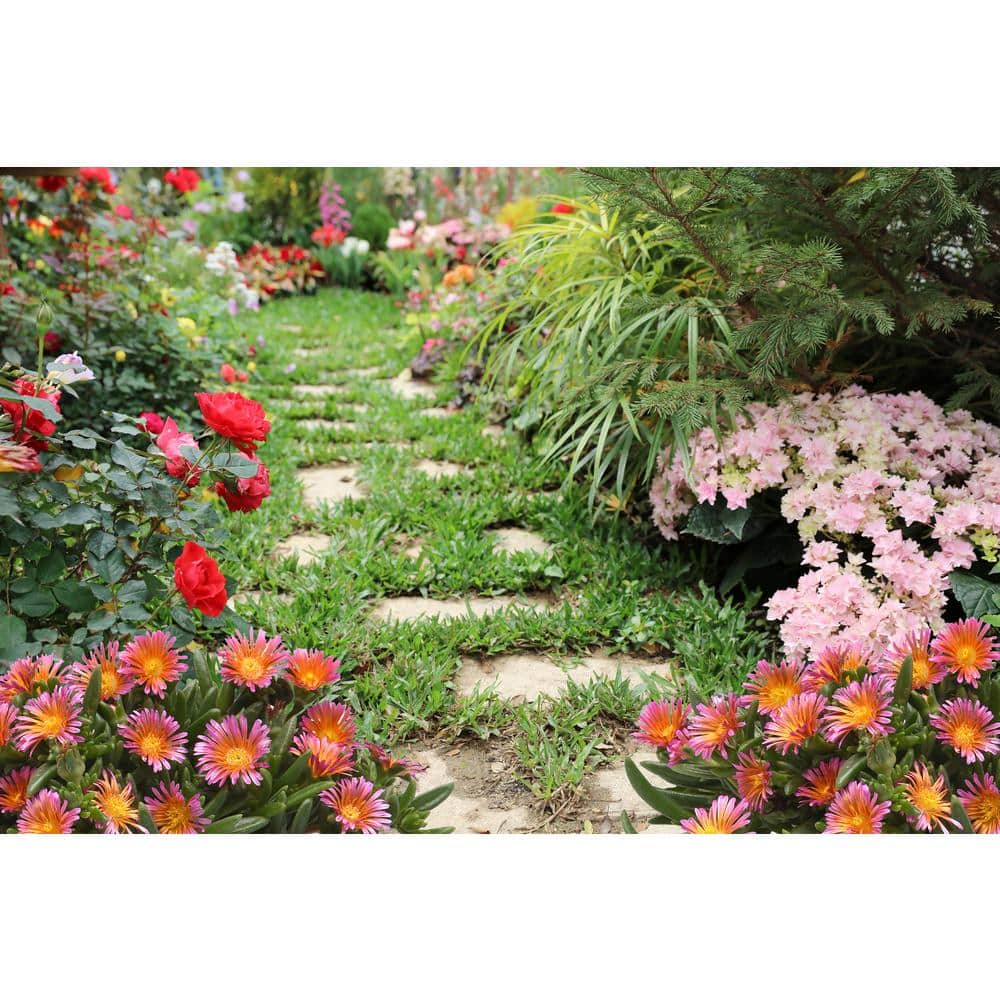 2.5 qt. Delosperma Ocean Sunset Perennial Plant with Orange and Fuchsia Flowers-(2-Pack) - Hercitys