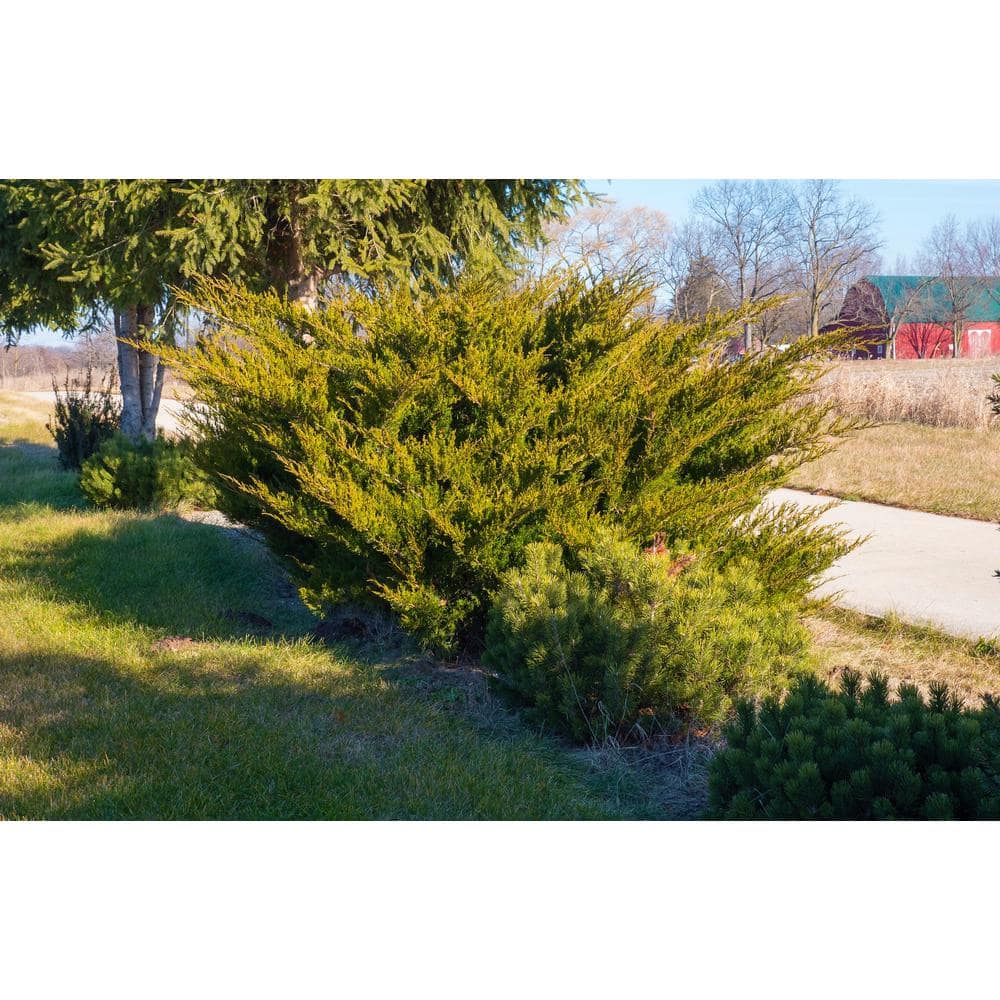 1 Gal. Sea Green Juniper Shrub Fountain Shaped Foliage that Changes to a Darker Green in Winter - Hercitys