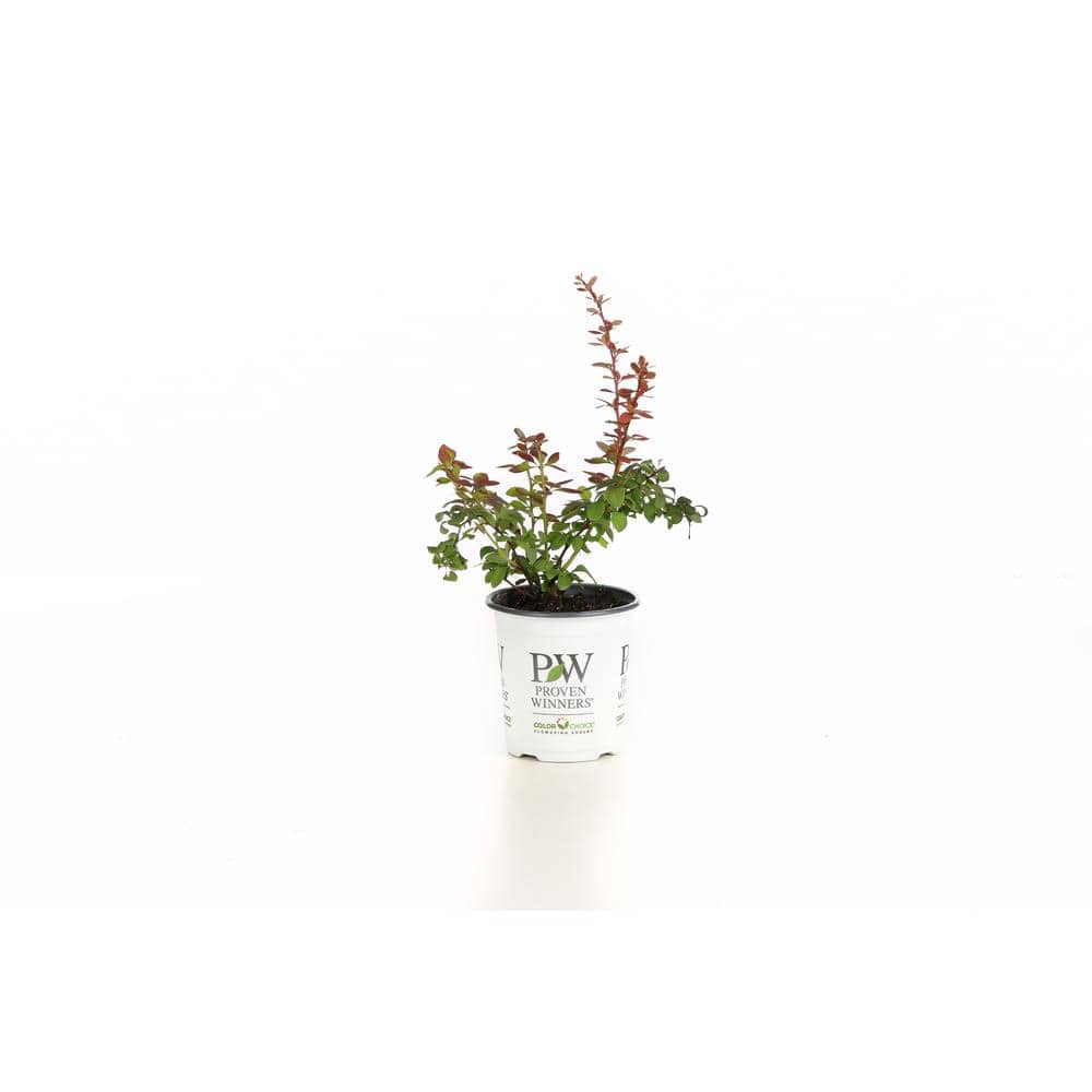 4.5 in. qt. Sunjoy Tangelo Barberry (Berberis) Live Shrub, Orange and Green Foliage - Hercitys
