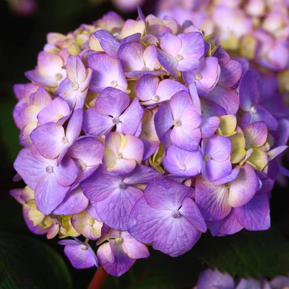 1 Gal. Bloomstruck Reblooming Hydrangea Shrub with Pink and Purple Flowers (2-Pack) - Hercitys