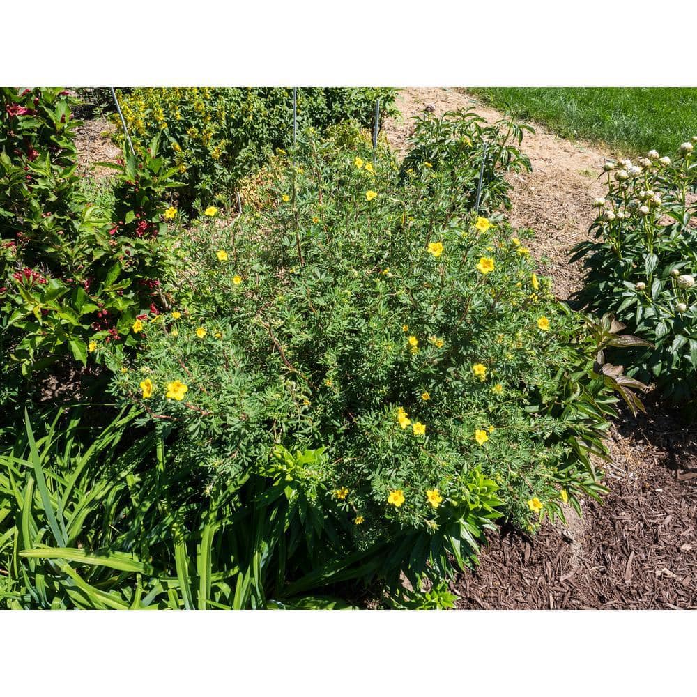 1 Gal. Gold Drop Potentilla Shrub Beautiful Dwarf Shrub Lights Up with Profuse Golden Blossoms - Hercitys