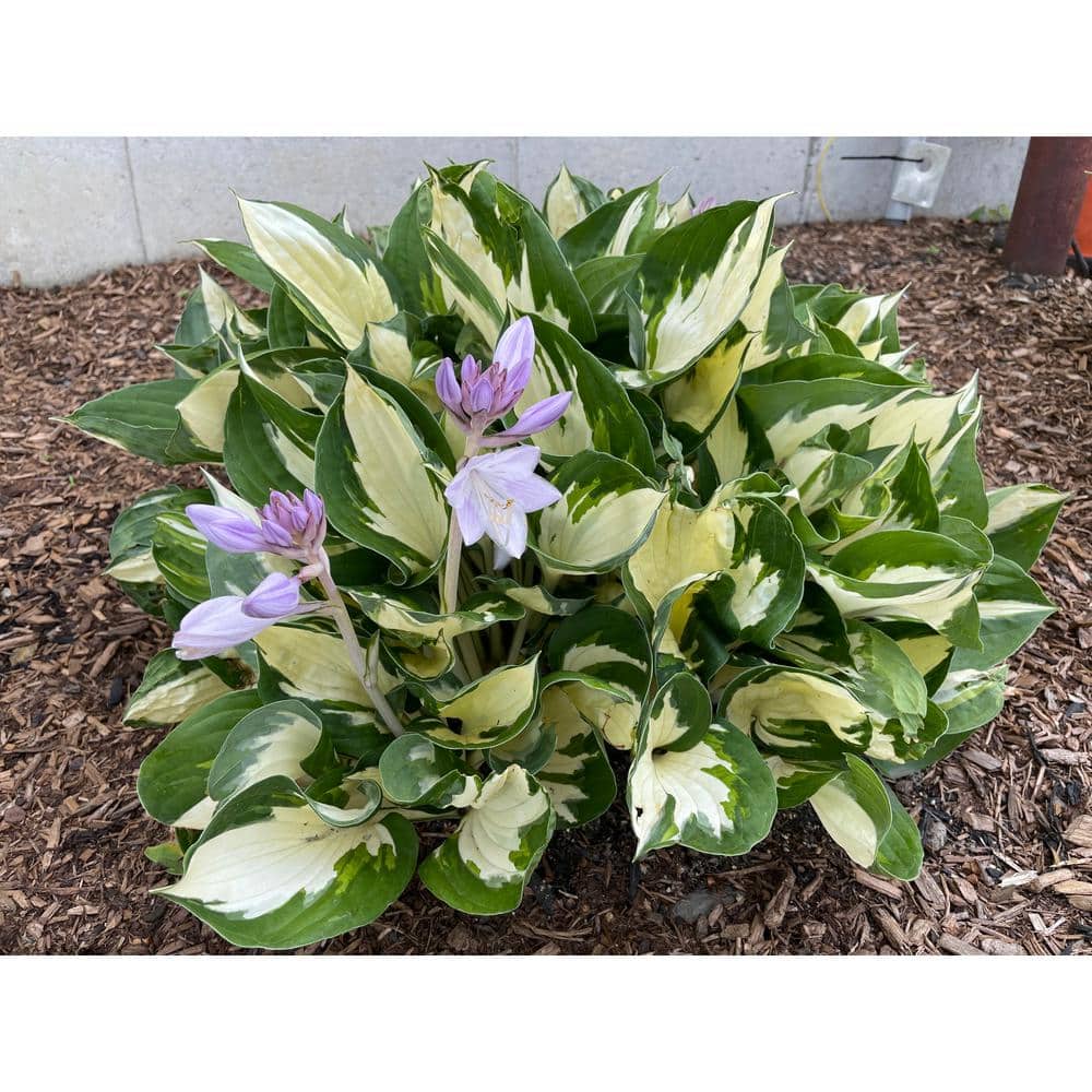 1 gal. Loyalist Hosta Shrub with Pure White Leaf Centers and Creamy White Flowers (2-Pack) - Hercitys