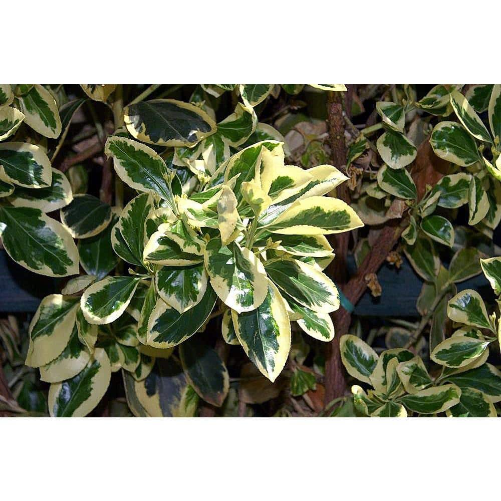 1 Gal. Silver King Euonymus Shrub Evergreen Leaves with Silvery White Edges - Hercitys
