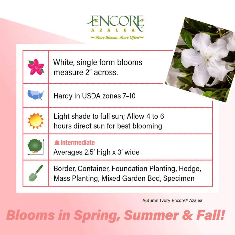 2 Gal. Autumn Ivory Reblooming Dwarf Azalea Shrub with White Flowers - Hercitys