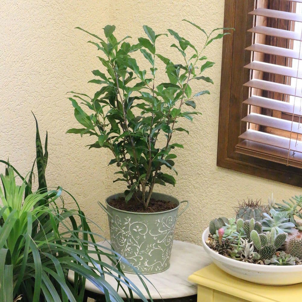 1 gal. High Fragrance Camellia Japonica Shrub with Pink Flowers - Hercitys