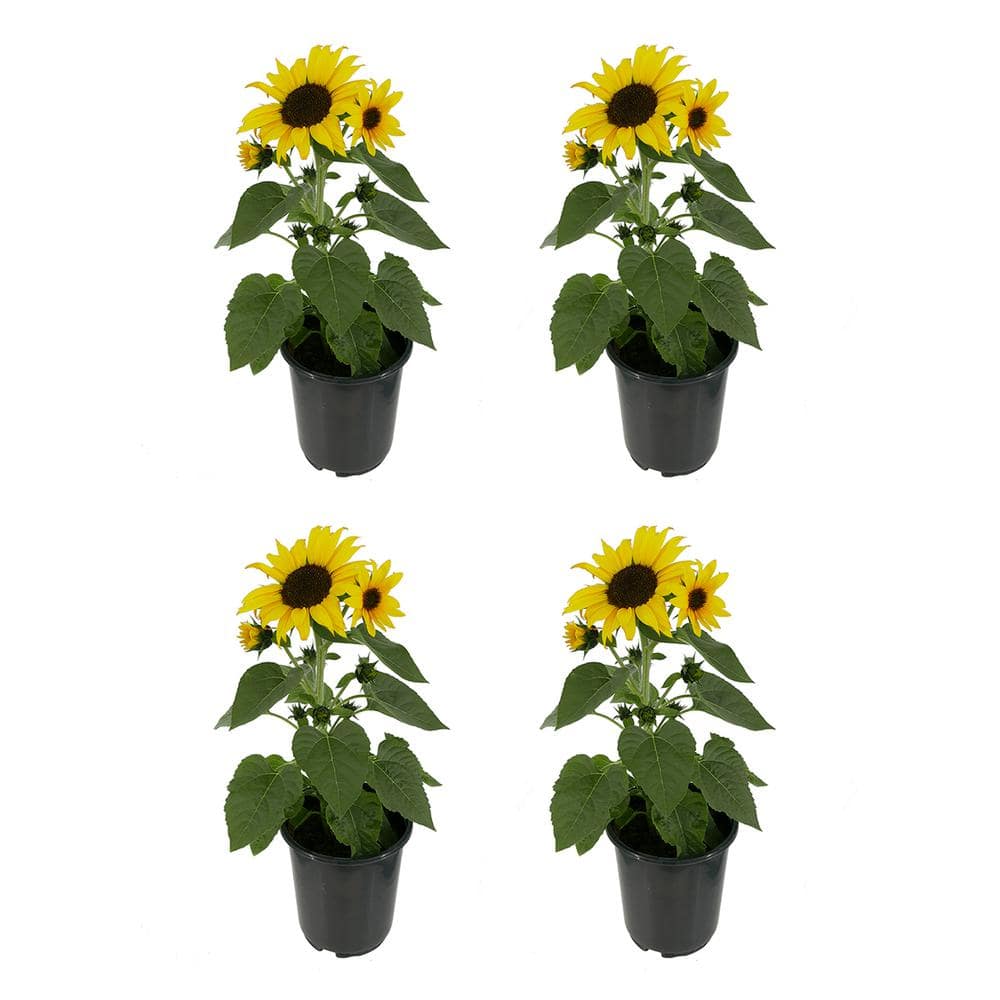 2.5 qt. Sunflower SunBuzz Annual Plant with Yellow Flowers – (4-Pack) - Hercitys