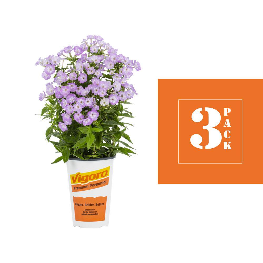 2 Qt. Phlox Paniculata ‘Flame Pro Purple’ Purple Perennial Plant (3-Pack) - Hercitys