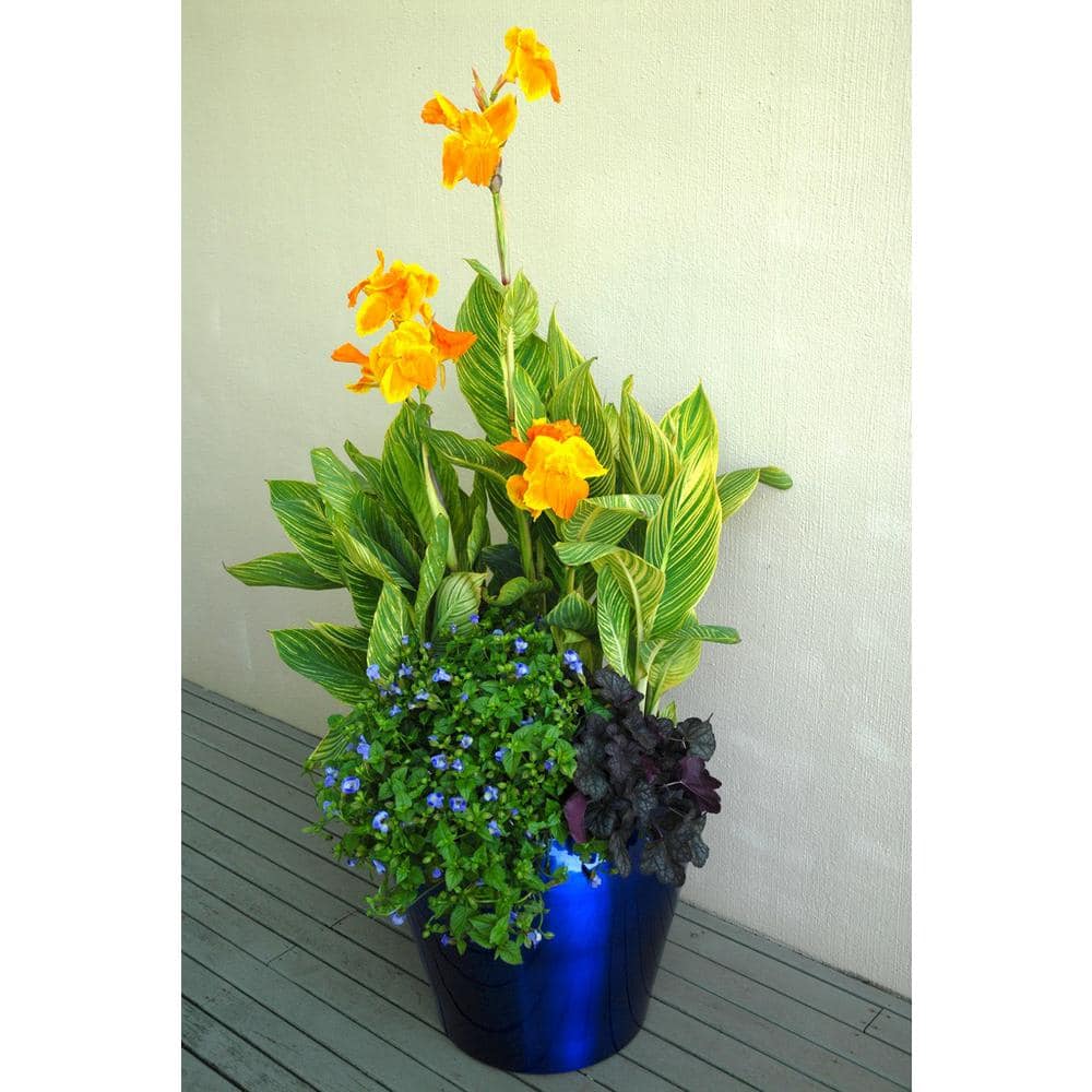 1.0 Gal. Perennial Canna Tropicanna Gold (2-Pack) - Hercitys