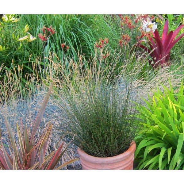 1 trade Gal. Elijah Blue Fescue Grass - Hercitys