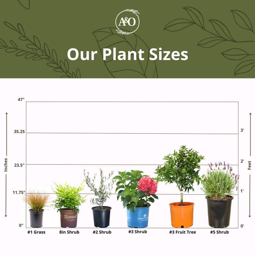 #5 container ‘Vera’ English Lavender Plant - Hercitys