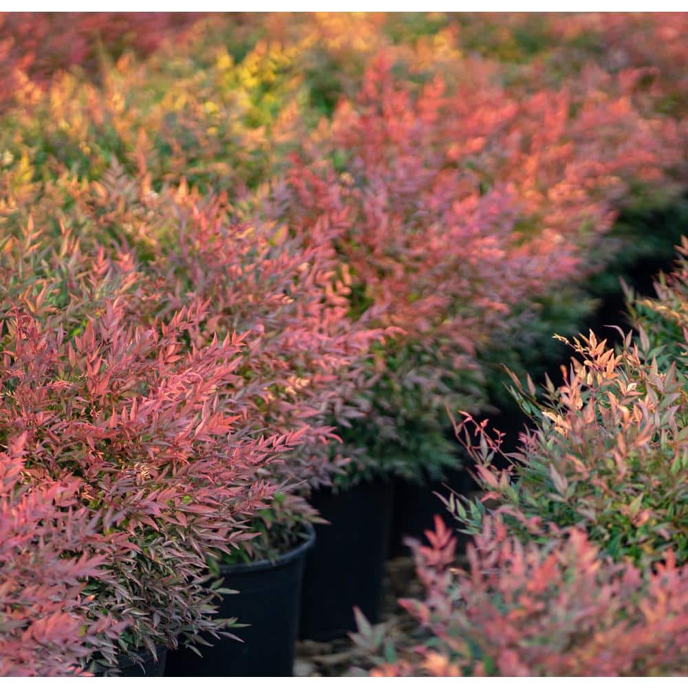 #1 Container Gulfstream Nandina Heavenly Bamboo Shrub (4-Pack) - Hercitys