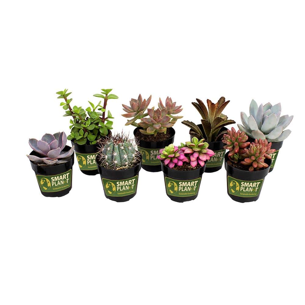 2.5 in. Assorted Succulents Plants (8-Pack) - Hercitys