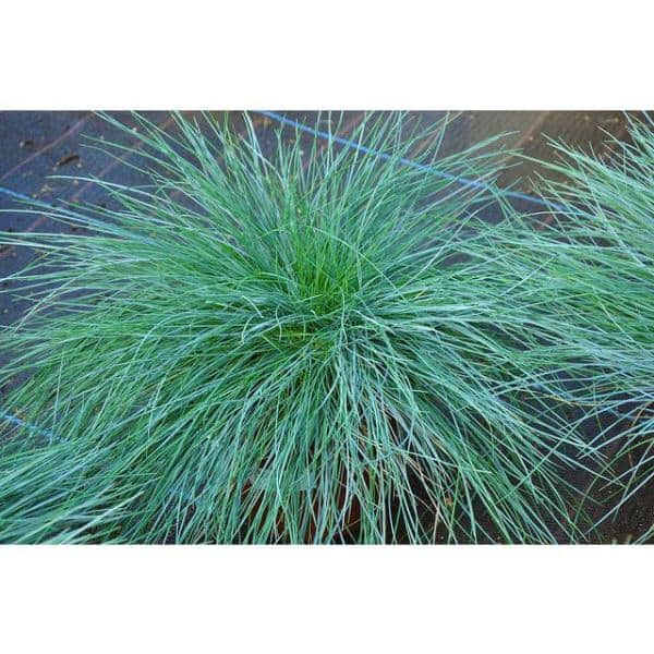 1 trade Gal. Elijah Blue Fescue Grass - Hercitys