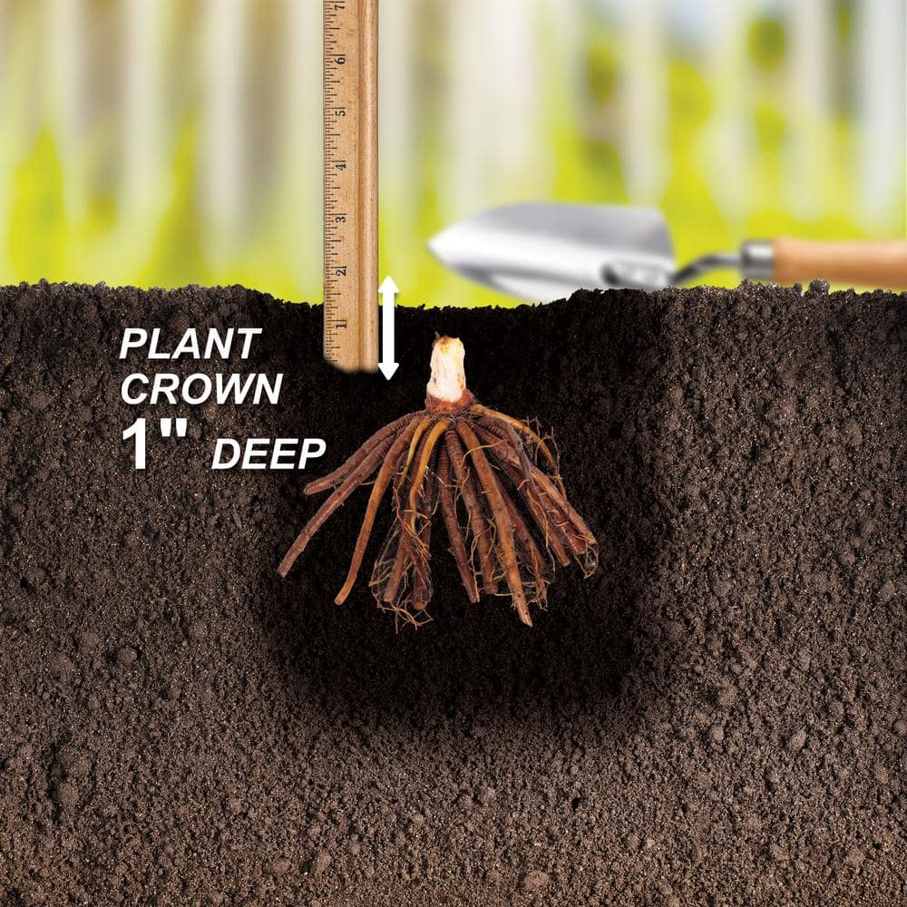 1-Year, EveryDaylily Pink Wing Daylily Flower Bulbs (Bag of 10) - Hercitys