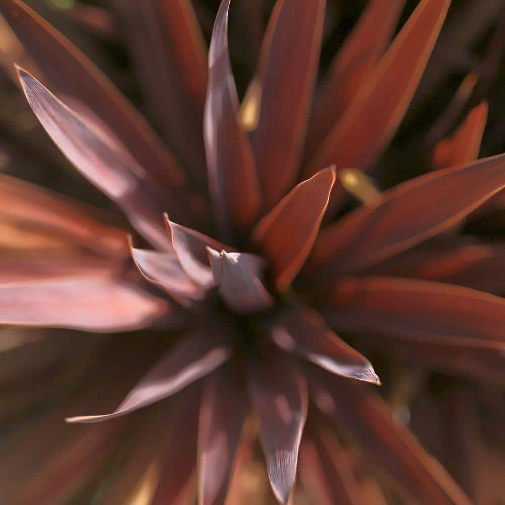 3.5 in. Cordyline Red Star Annual Plant (3-Pack) - Hercitys