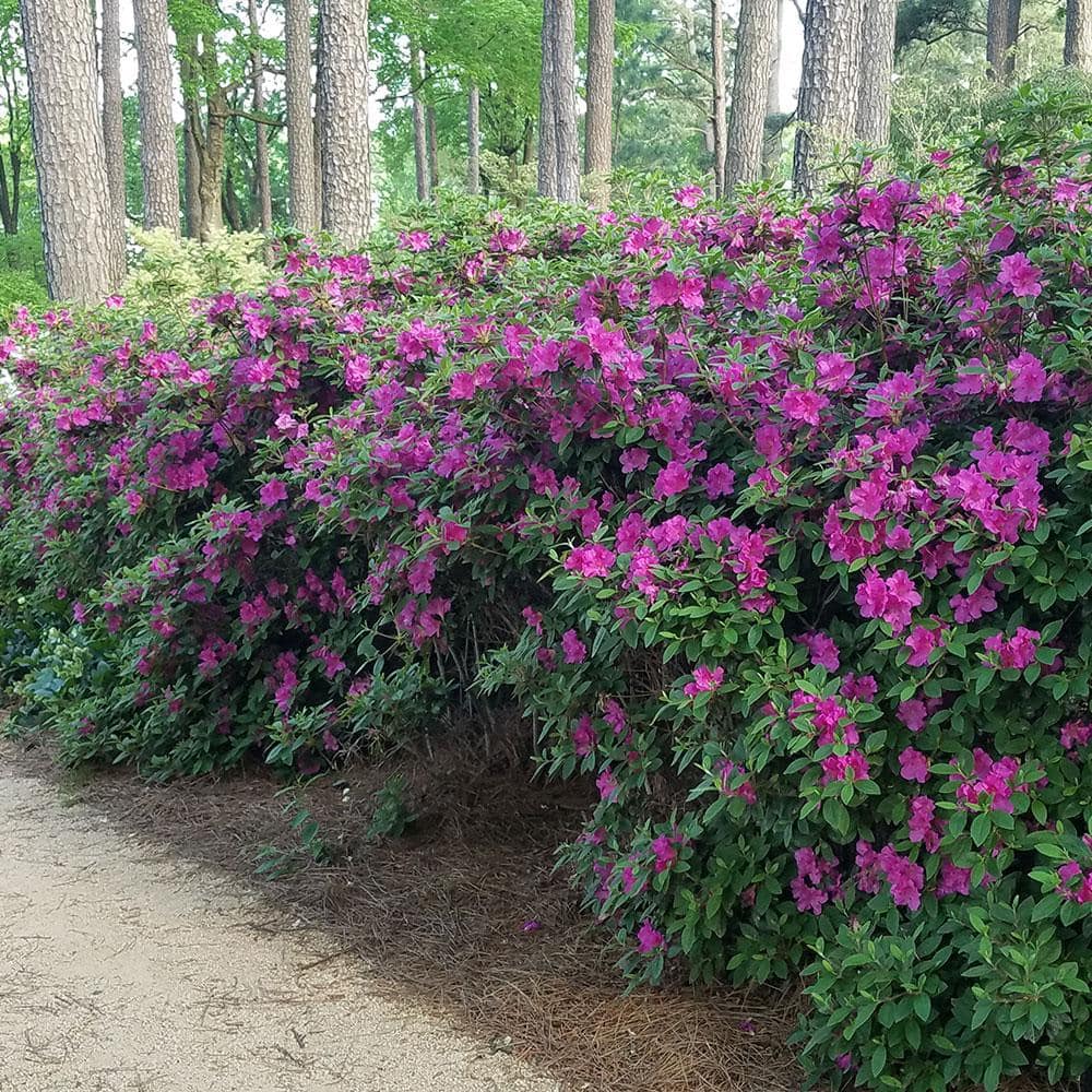 1 Gal. Autumn Royalty Reblooming Azalea Shrub with Purple Flowers - Hercitys