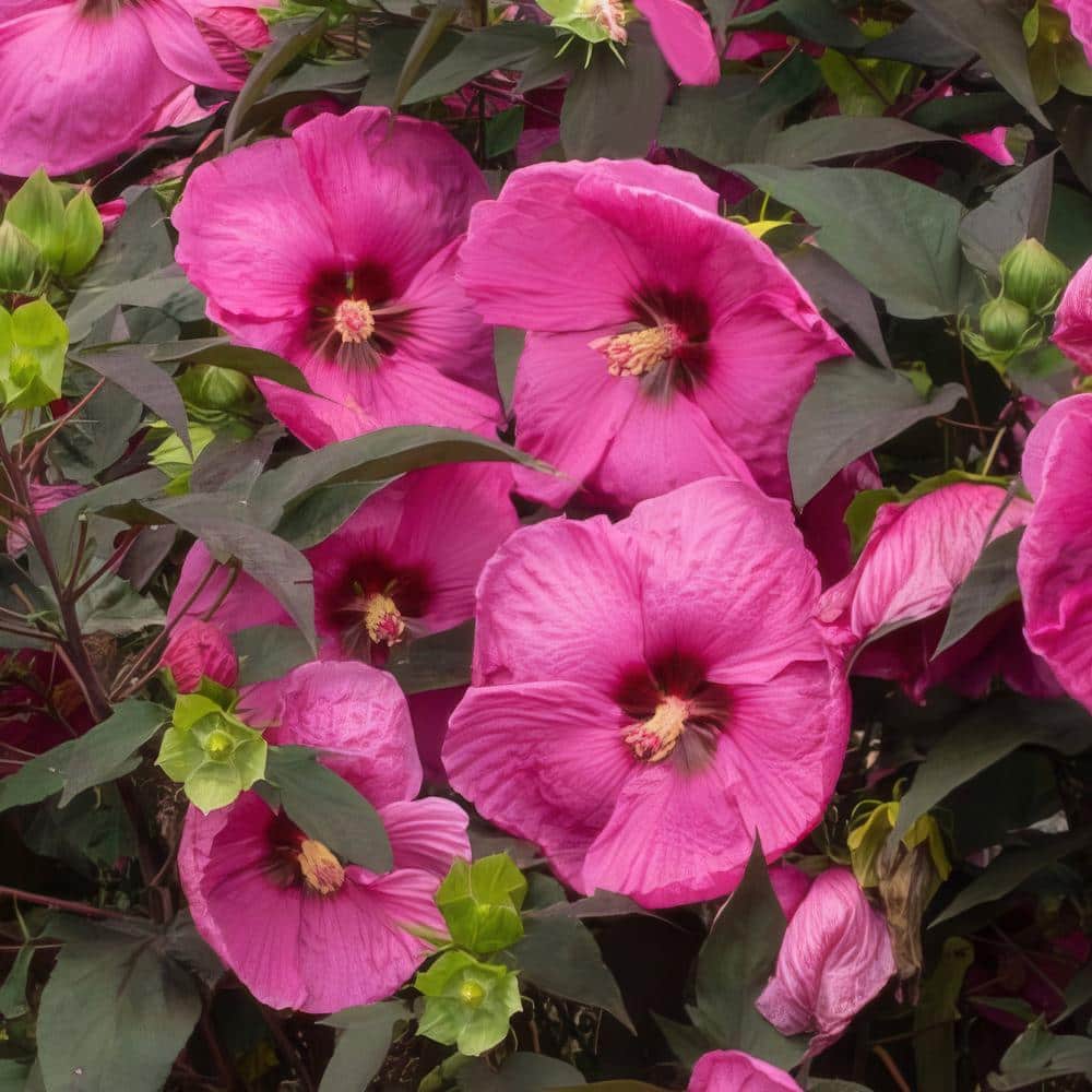 3 Gal. Hibiscus Head Over Heels Passion Plant with Pink Flowers - Hercitys