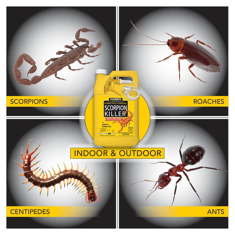 1 Gal. Scorpion Killer (Pack of 3) - Hercitys