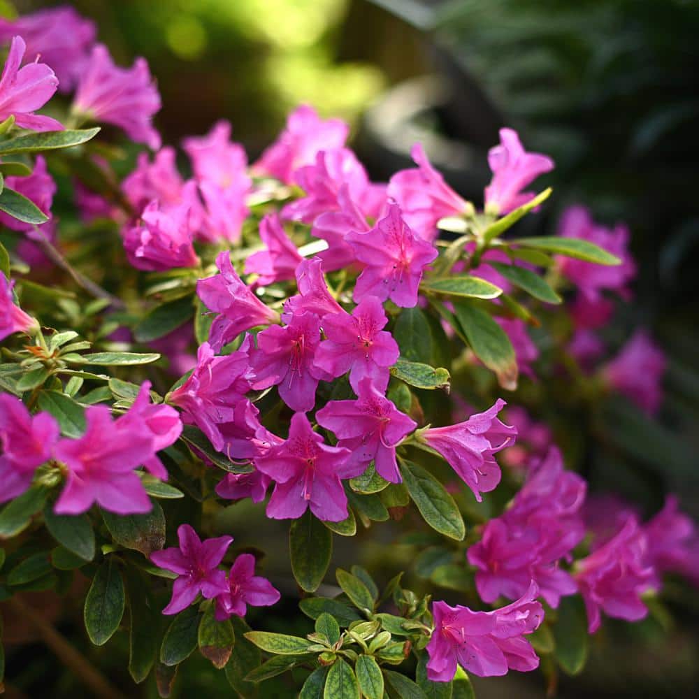 #5 Container Phoenicia Azalea Perennial Plant (2-Pack) - Hercitys