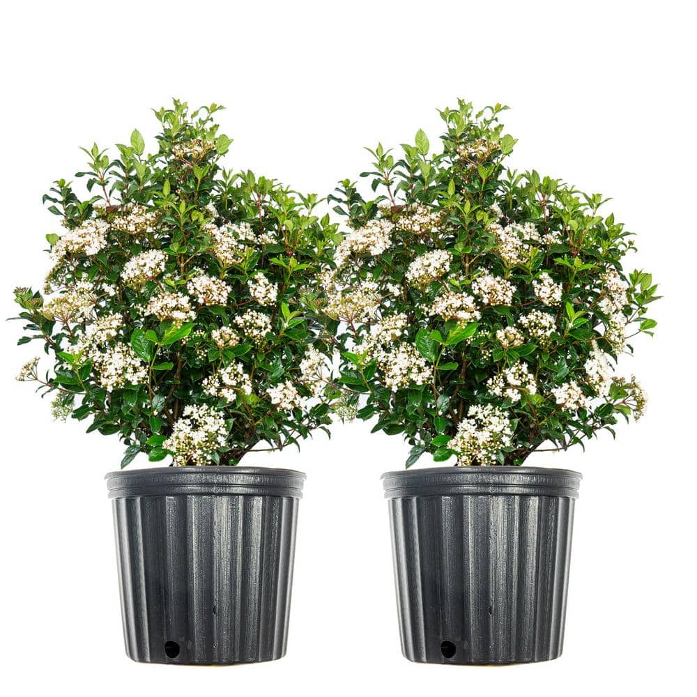 #3 Spring Bouquet Viburnum Shrub (2-Pack) - Hercitys