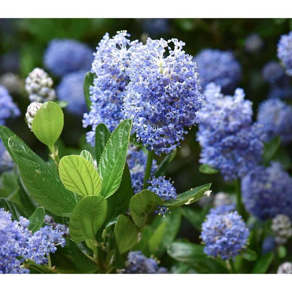 2.25 Gal. Victoria California Lilac Perennial Plant with Dark Blue Flowers - Hercitys