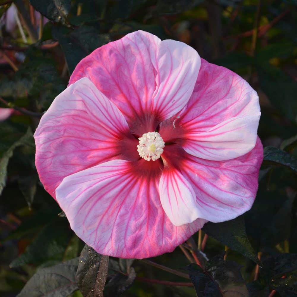 2 Gal. Summerific Cherry Choco Latte Rose Mallow (Hibiscus Hybrid) Live Perennial Plant with Pink Flowers - Hercitys