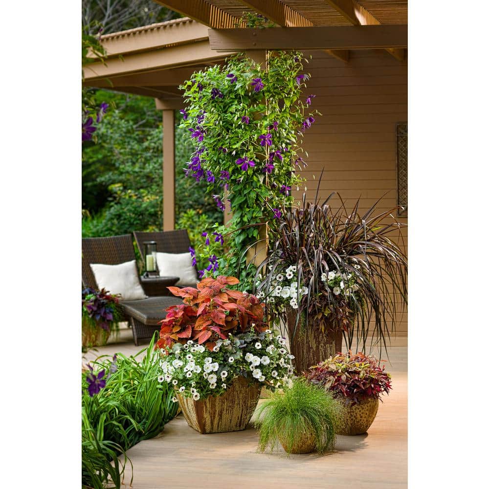 1 Gal. Happy Jack Purple (Clematis) Live Shrub, Purple Flowers - Hercitys