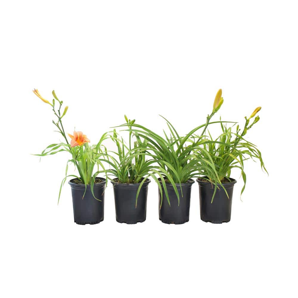 #1 Container  Shell Pink Daylily Perennial Flower Plant  (4-Pack) - Hercitys