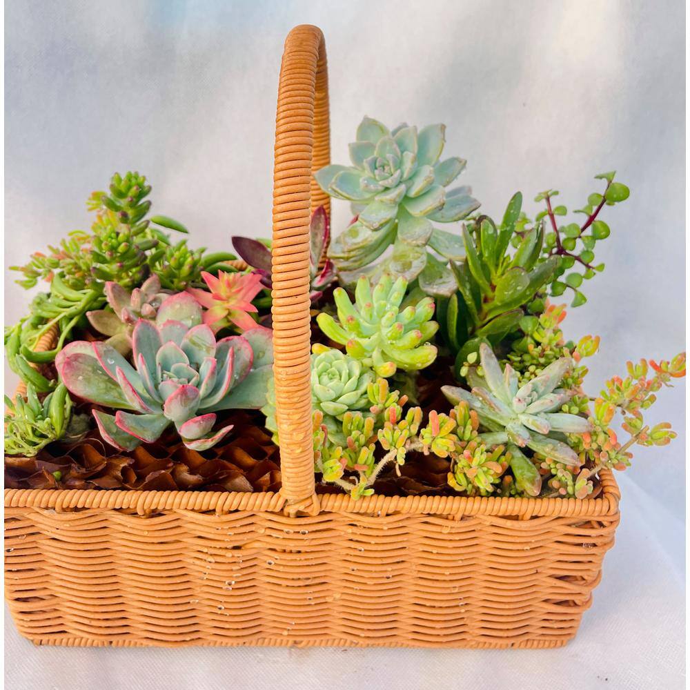 11 in. x 7 in. Large Wicker Soilless Succulent Plant Flower Basket, Lightweight Beautiful Collection of Succulents - Hercitys