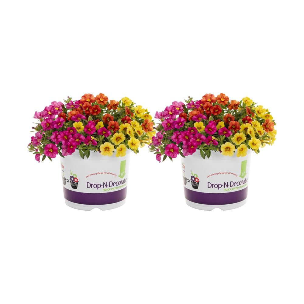 3 qt. Calibrachoa Million Bells Hawaiian Kalani Multicolor Mix Annual Plant (2-Pack) - Hercitys