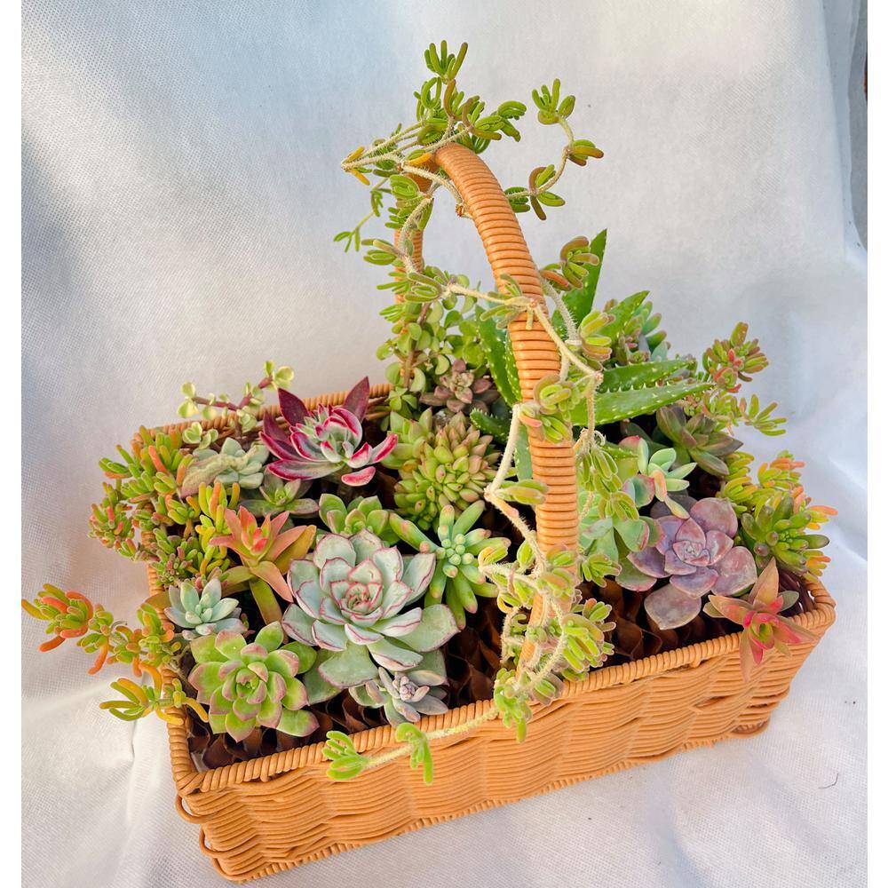 11 in. x 7 in. Large Wicker Soilless Succulent Plant Flower Basket, Lightweight Beautiful Collection of Succulents - Hercitys