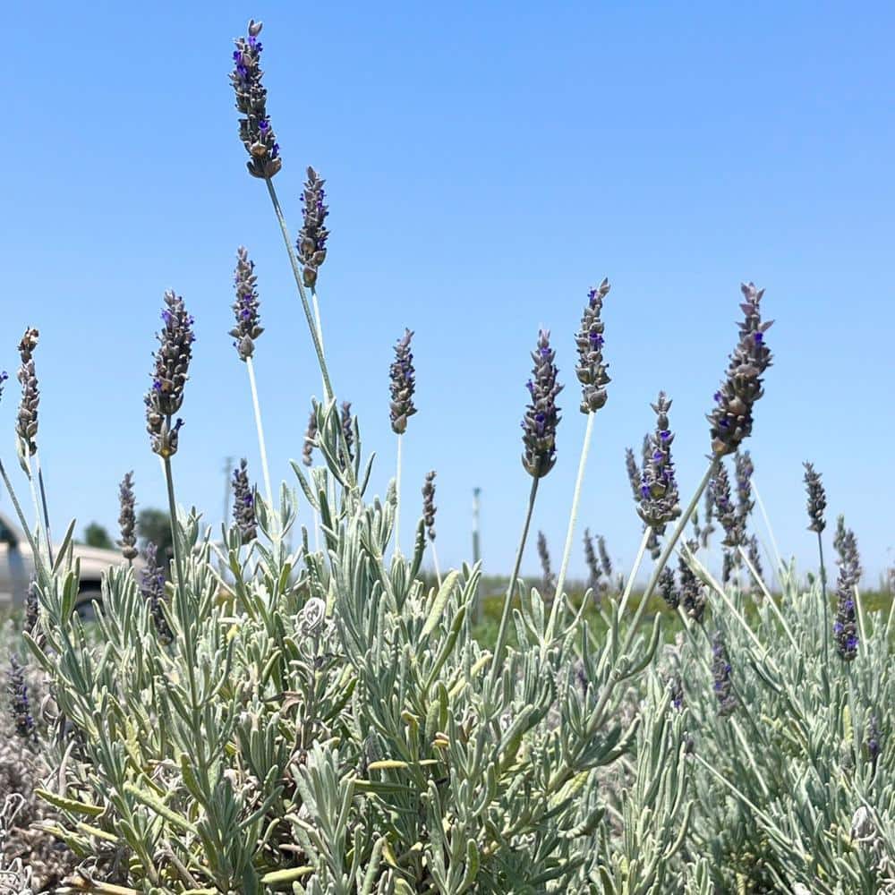 #5 container ‘Goodwin Creek’ Grey French Lavender Plant - Hercitys