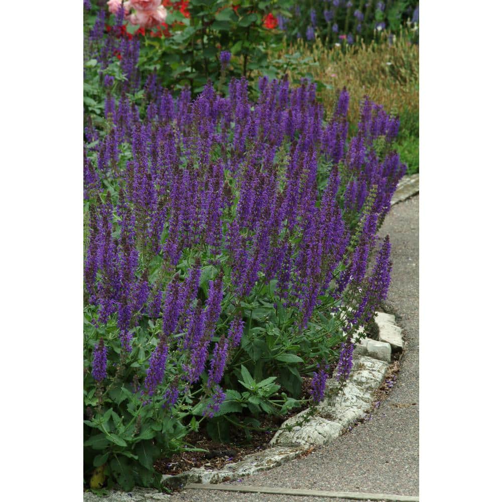 3 Gal. May Night Salvia Live Flowering Full Sun Perennial Plant with Indigo Blue Flowers - Hercitys