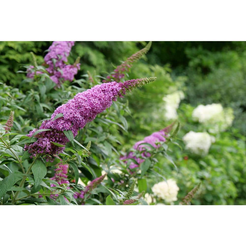 4.5 in. qt. Pugster Pinker Butterfly Bush (Buddleia) Live Plant, Shrub, Pink Flowers - Hercitys