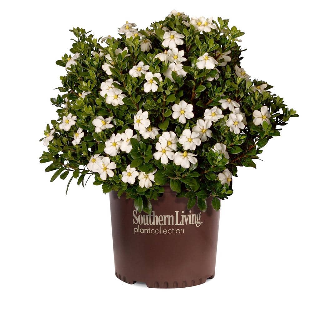 2 Gal. Scentamazing Gardenia – Live Evergreen Shrub with White Fragrant Blooms - Hercitys