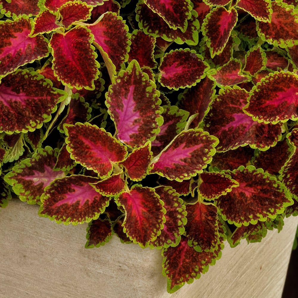 3.25 in. Coleus Party Time Pink Berry Annual Plant (3-Pack) - Hercitys