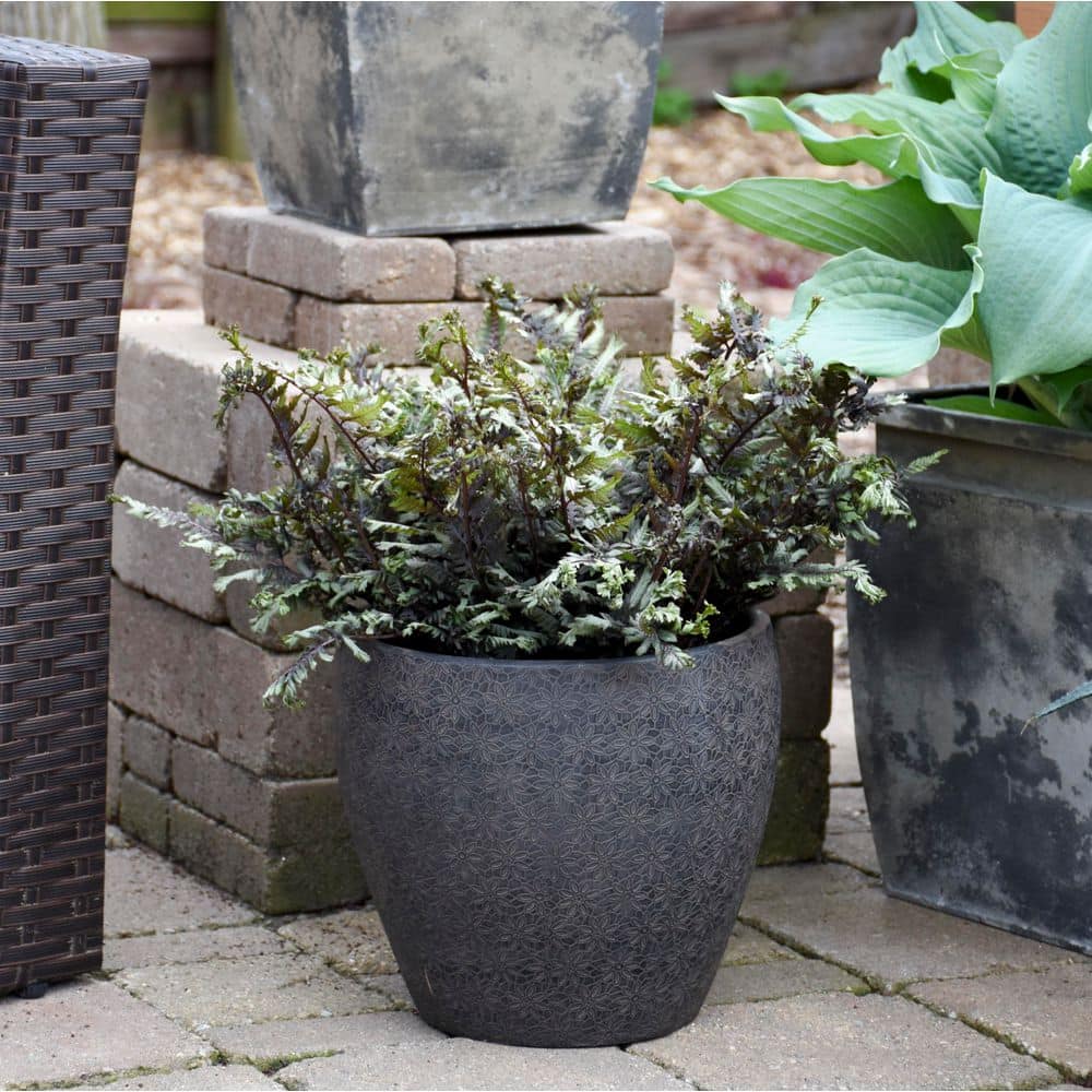 1 Gal. Crested Surf Crested Japanese Painted Fern (Athyrium niponicum) Live Perennial Plant - Hercitys