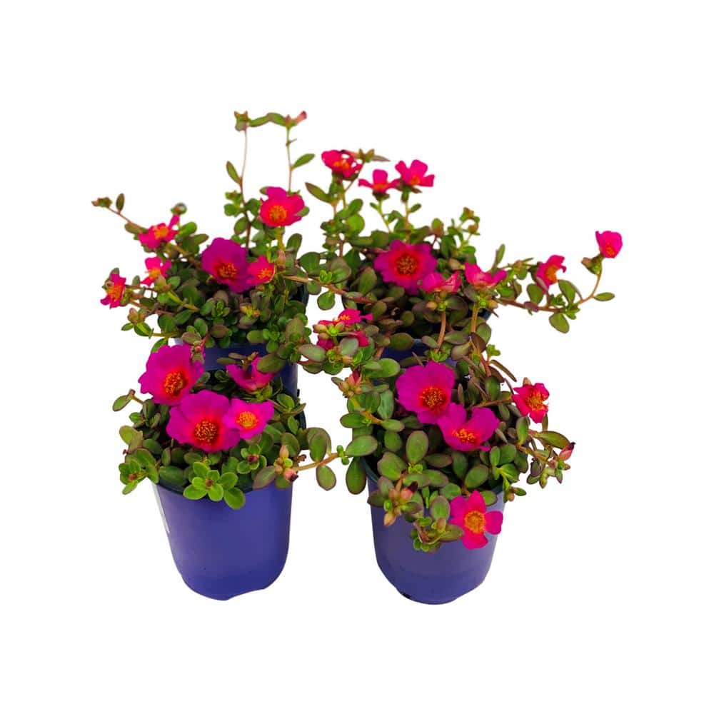 1.38 Pt. Purslane Plant Purple Flowers in 4.5 In. Grower’s Pot (4-Plants) - Hercitys